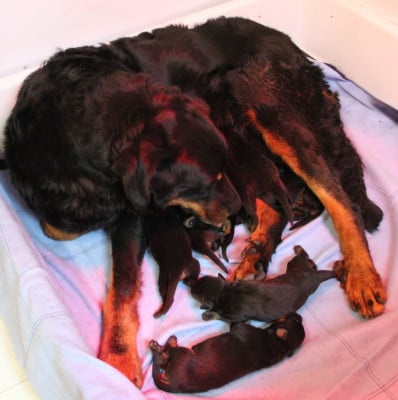 Les chiots de Berger de Beauce