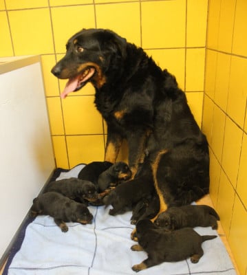 Les chiots de Berger de Beauce