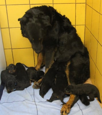 Les chiots de Berger de Beauce