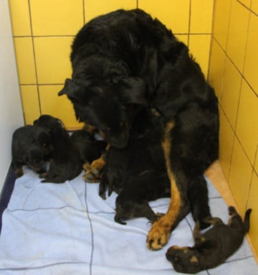 Les chiots de Berger de Beauce