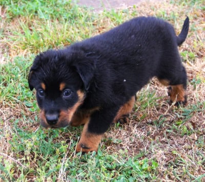 Les chiots de Berger de Beauce