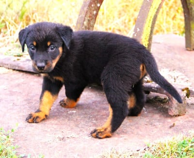 Les chiots de Berger de Beauce