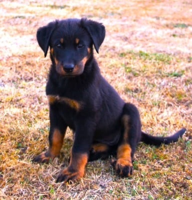 Les chiots de Berger de Beauce