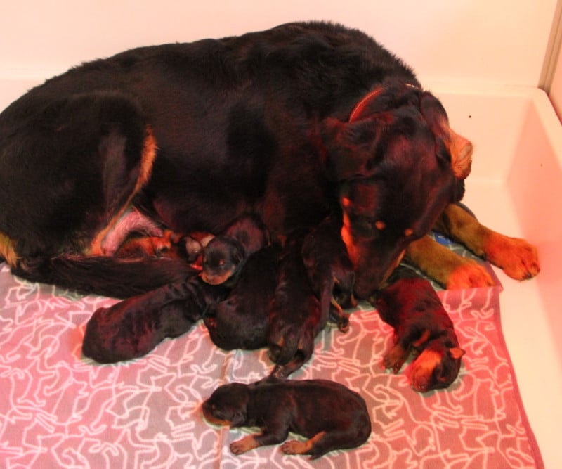 Berger de Beauce - Des Bruyères De Saint Cyr