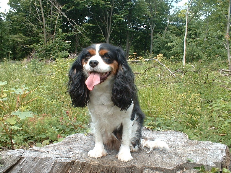 Publication : de Tahuva