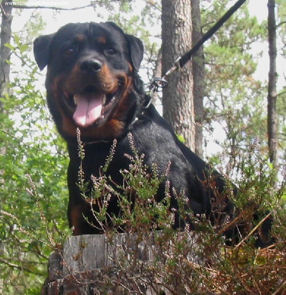 Publication : des déesses éternelles