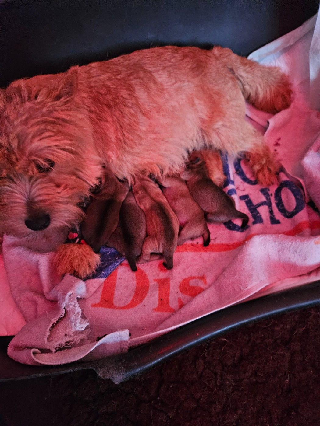 Norwich Terrier - des sables du Nord