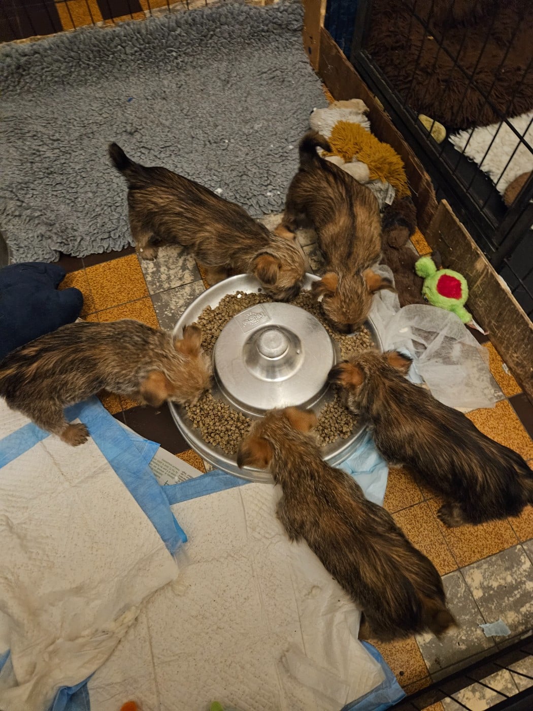 Norwich Terrier - des sables du Nord