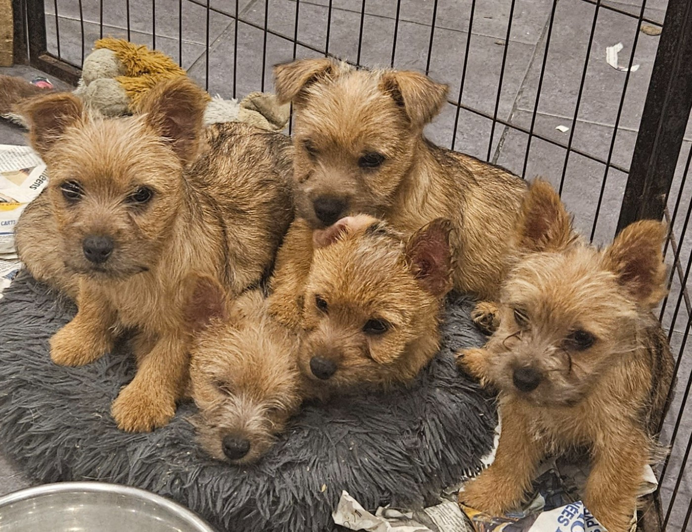 Norwich Terrier - des sables du Nord