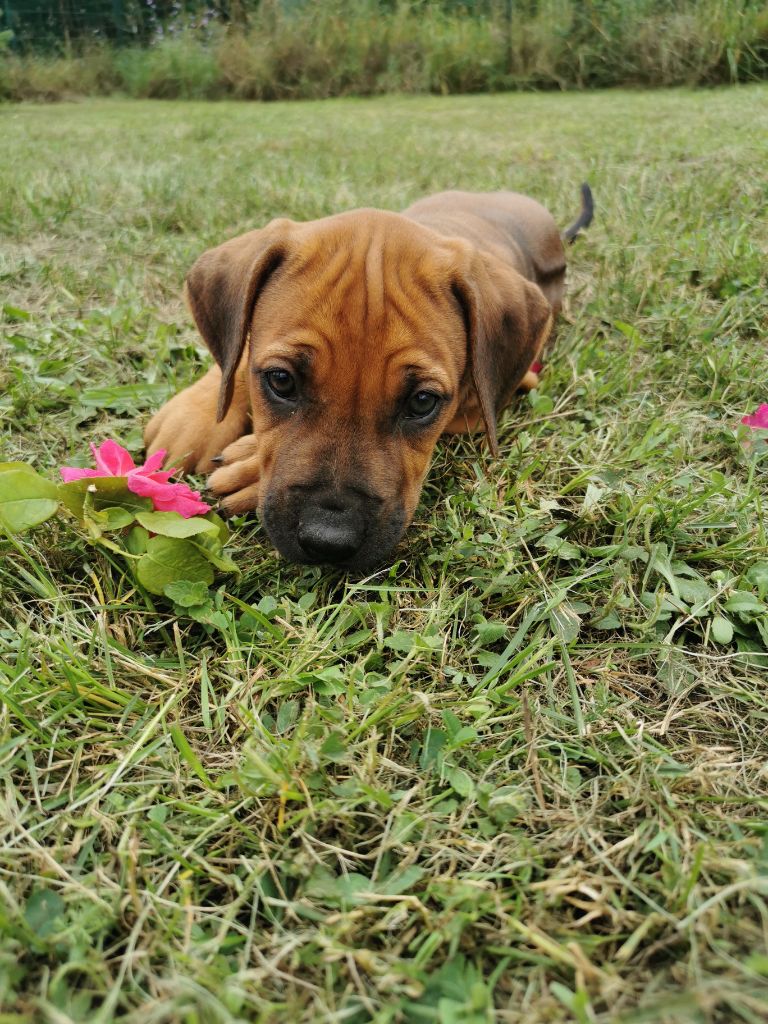 Chiot Elevage des sables du Nord eleveur de chiens Chien de