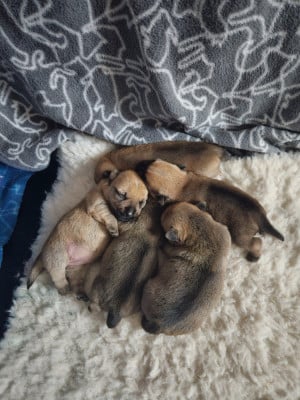 Les chiots de Norwich Terrier