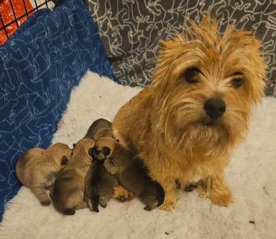 Les chiots de Norwich Terrier