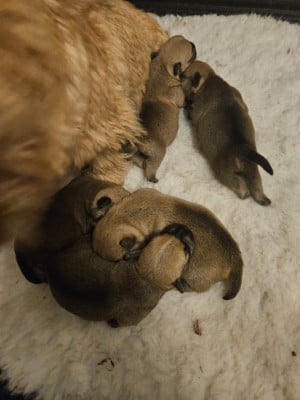 Les chiots de Norwich Terrier