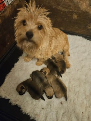 Les chiots de Norwich Terrier