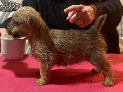 Les chiots de Norwich Terrier