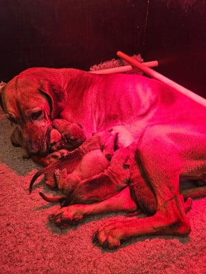 Les chiots de Rhodesian Ridgeback