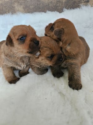 Les chiots de Norfolk Terrier