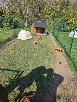 Les chiots de Rhodesian Ridgeback