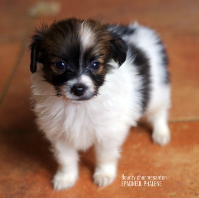 Les chiots de Epagneul nain Continental (Phalène)