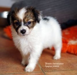 Les chiots de Epagneul nain Continental (Phalène)