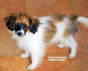 Les chiots de Epagneul nain Continental (Phalène)