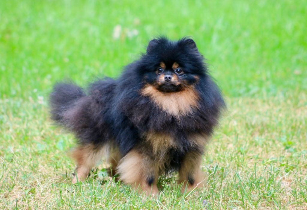 Nymphea du domaine de la Tournelle