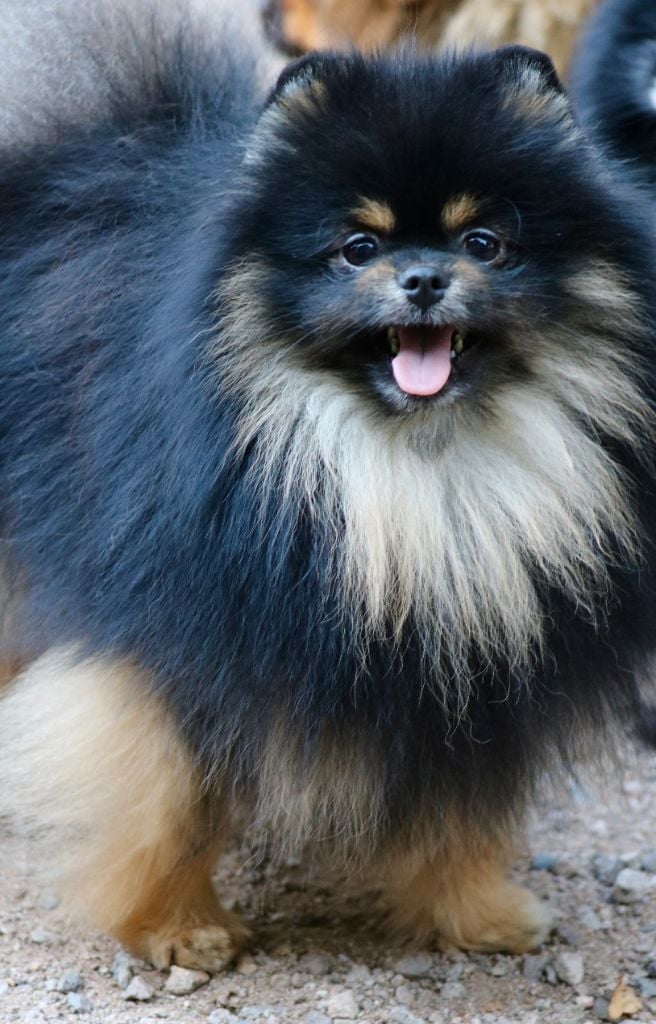 Nano du domaine de la Tournelle