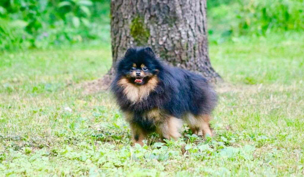 Nymphea du domaine de la Tournelle