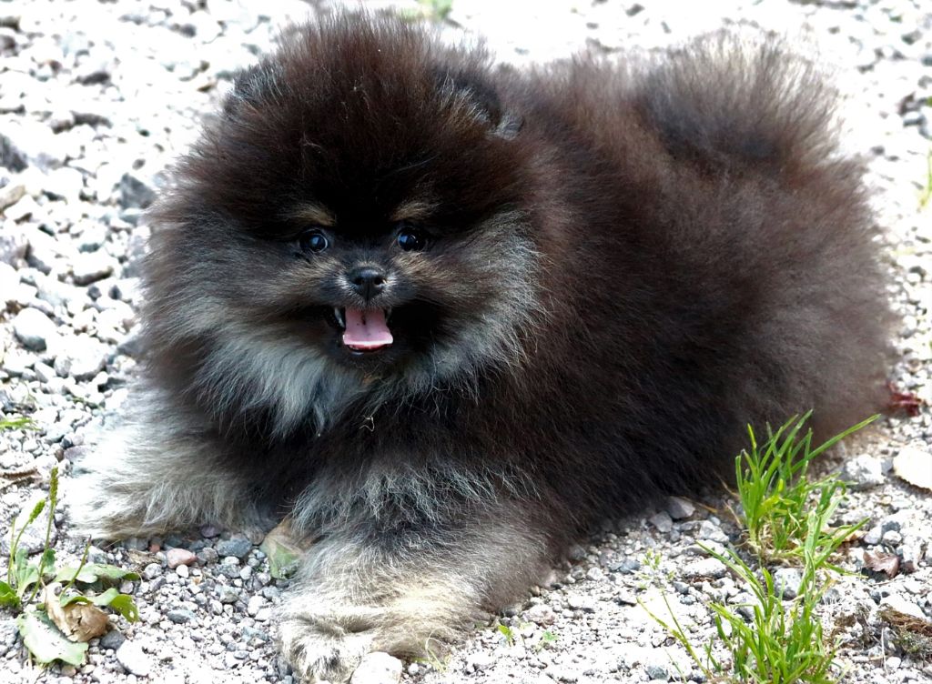 Nano du domaine de la Tournelle