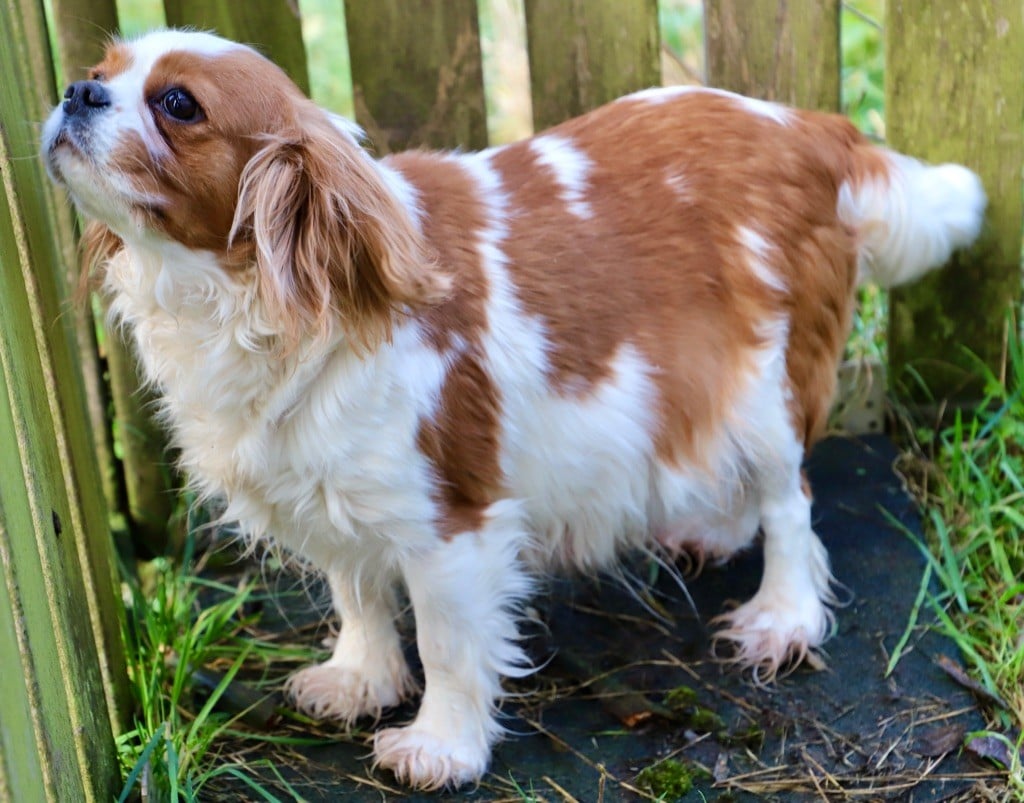 Oz du domaine de la Tournelle