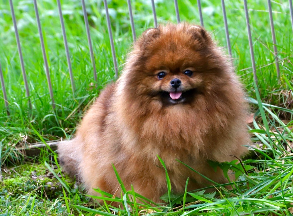 Numero 5 du domaine de la Tournelle