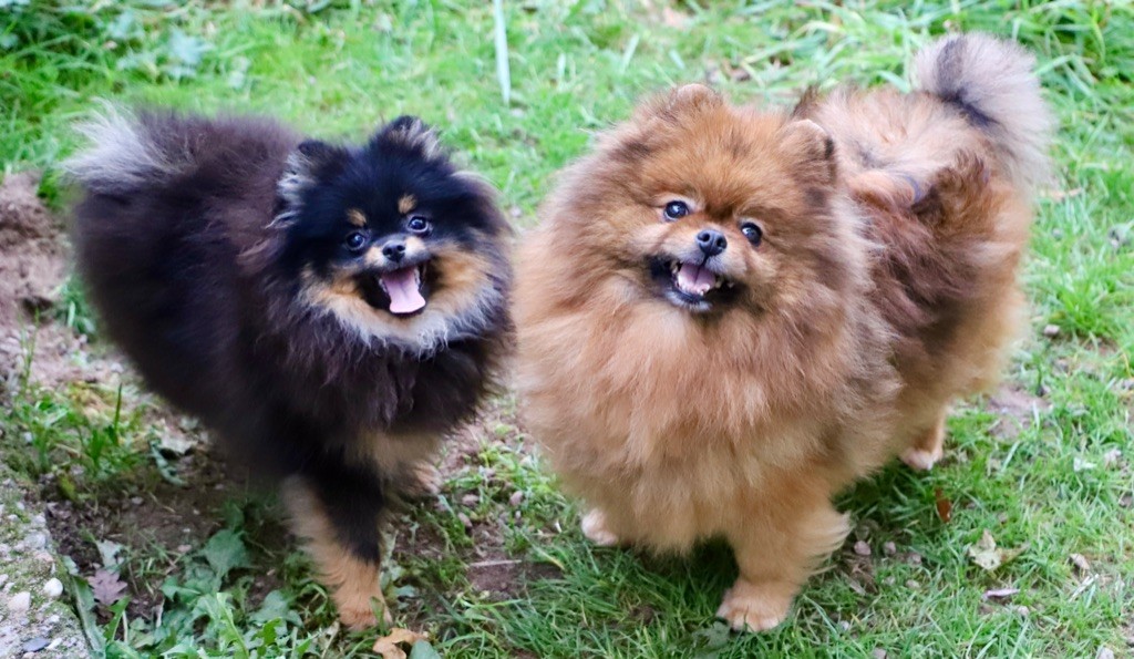 Numero 5 du domaine de la Tournelle