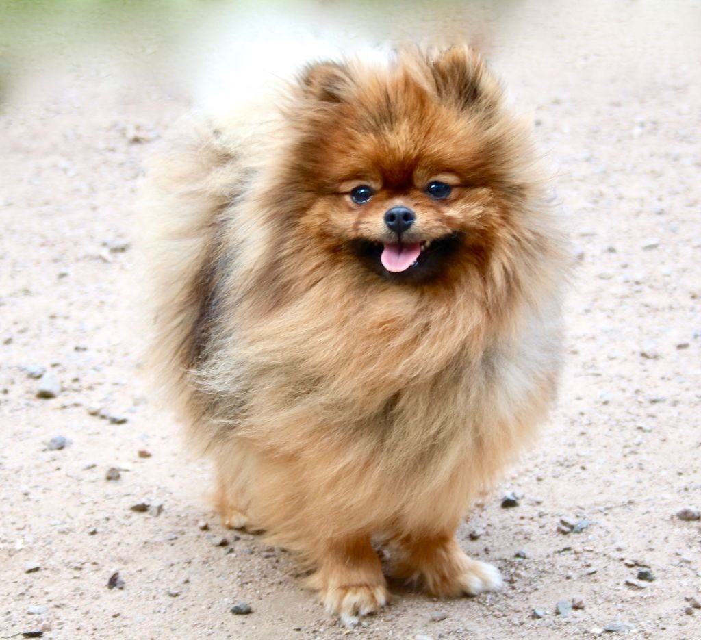 Numero 5 du domaine de la Tournelle