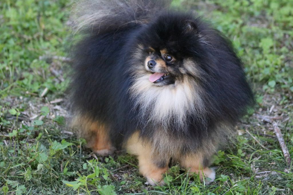 Nano du domaine de la Tournelle