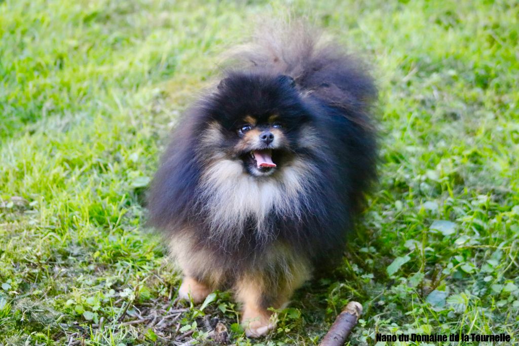 Nano du domaine de la Tournelle