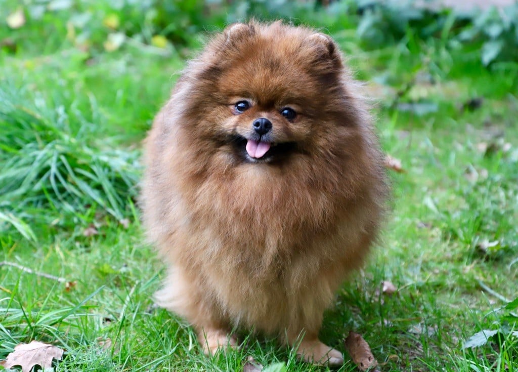 Numero 5 du domaine de la Tournelle