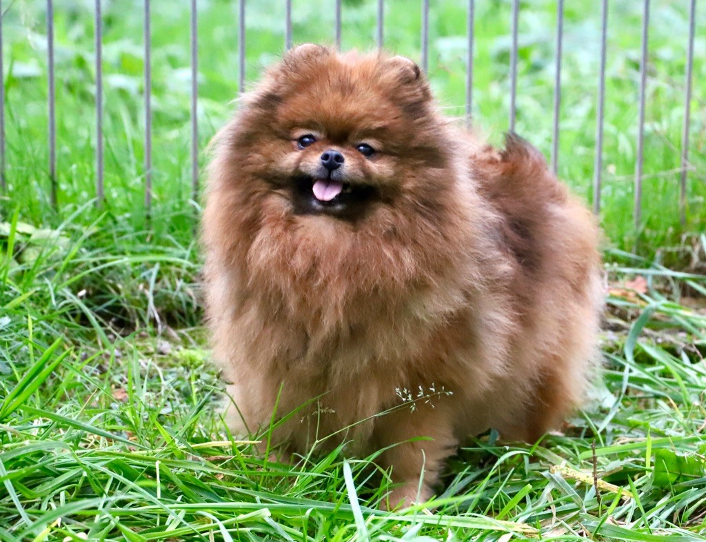 Numero 5 du domaine de la Tournelle