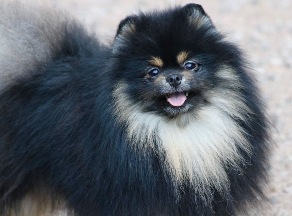 Nano du domaine de la Tournelle