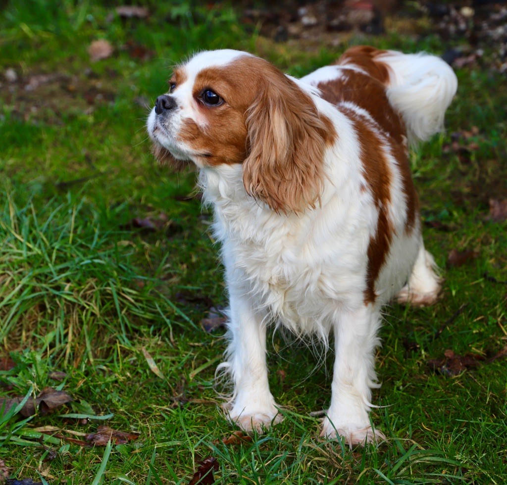 Oz du domaine de la Tournelle