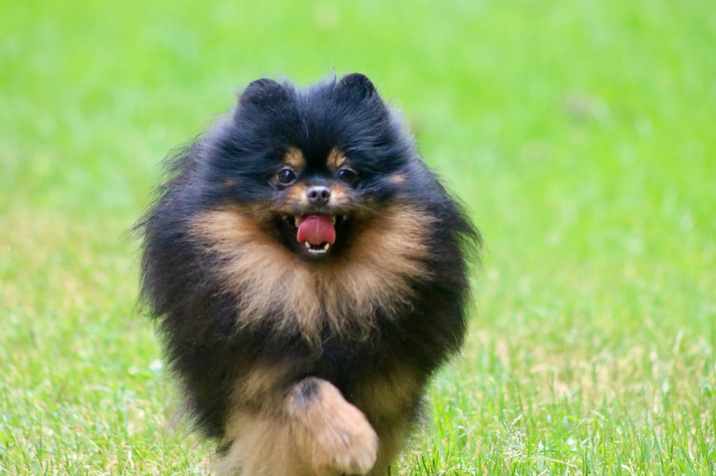 Nymphea du domaine de la Tournelle