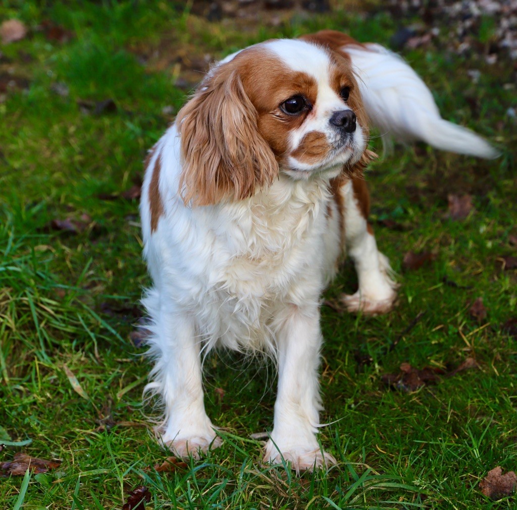 Oz du domaine de la Tournelle