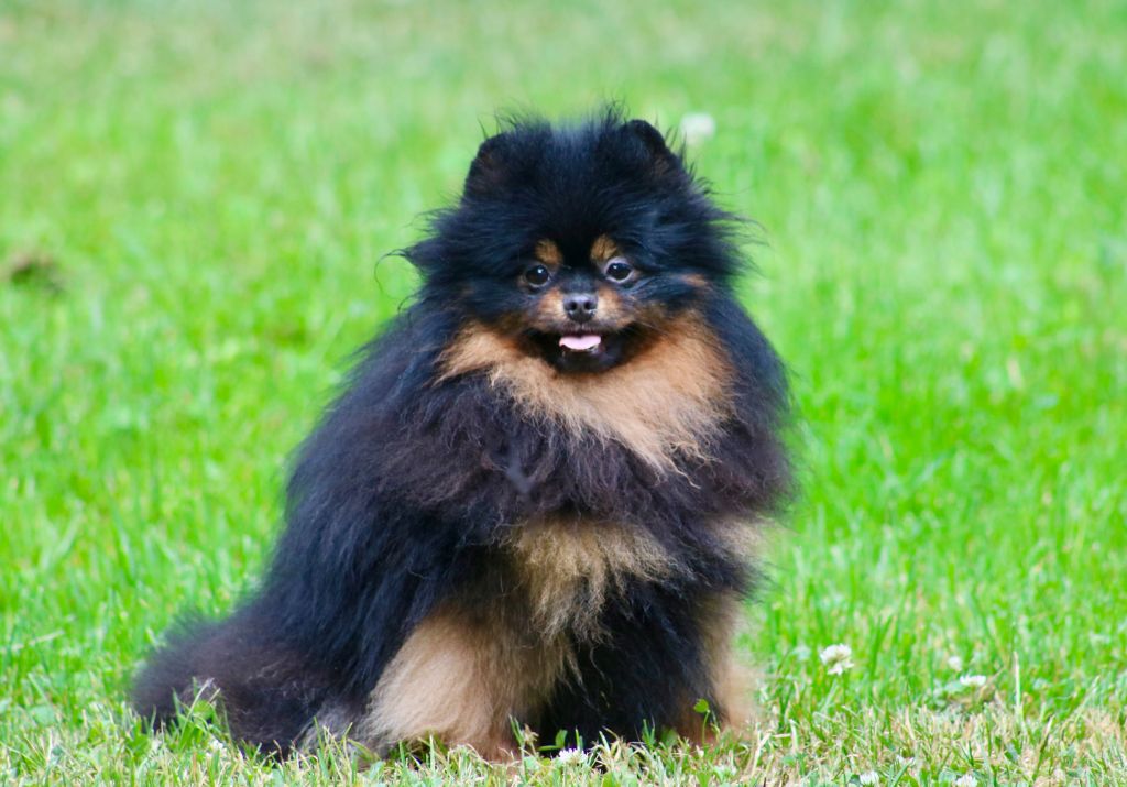 Nymphea du domaine de la Tournelle