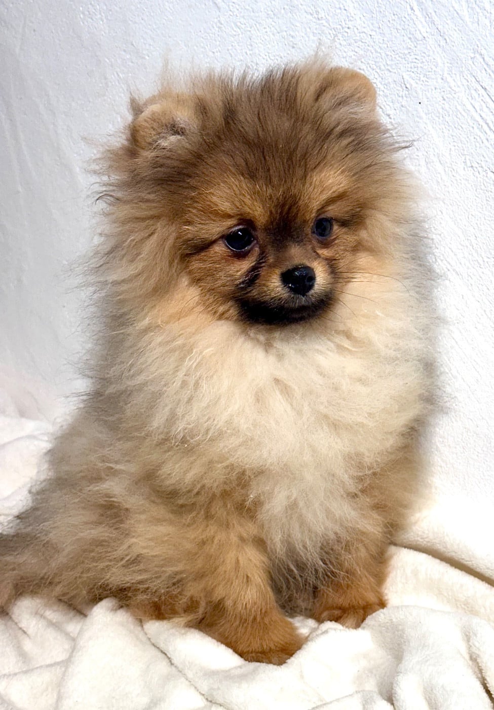 Spitz allemand - du domaine de la Tournelle