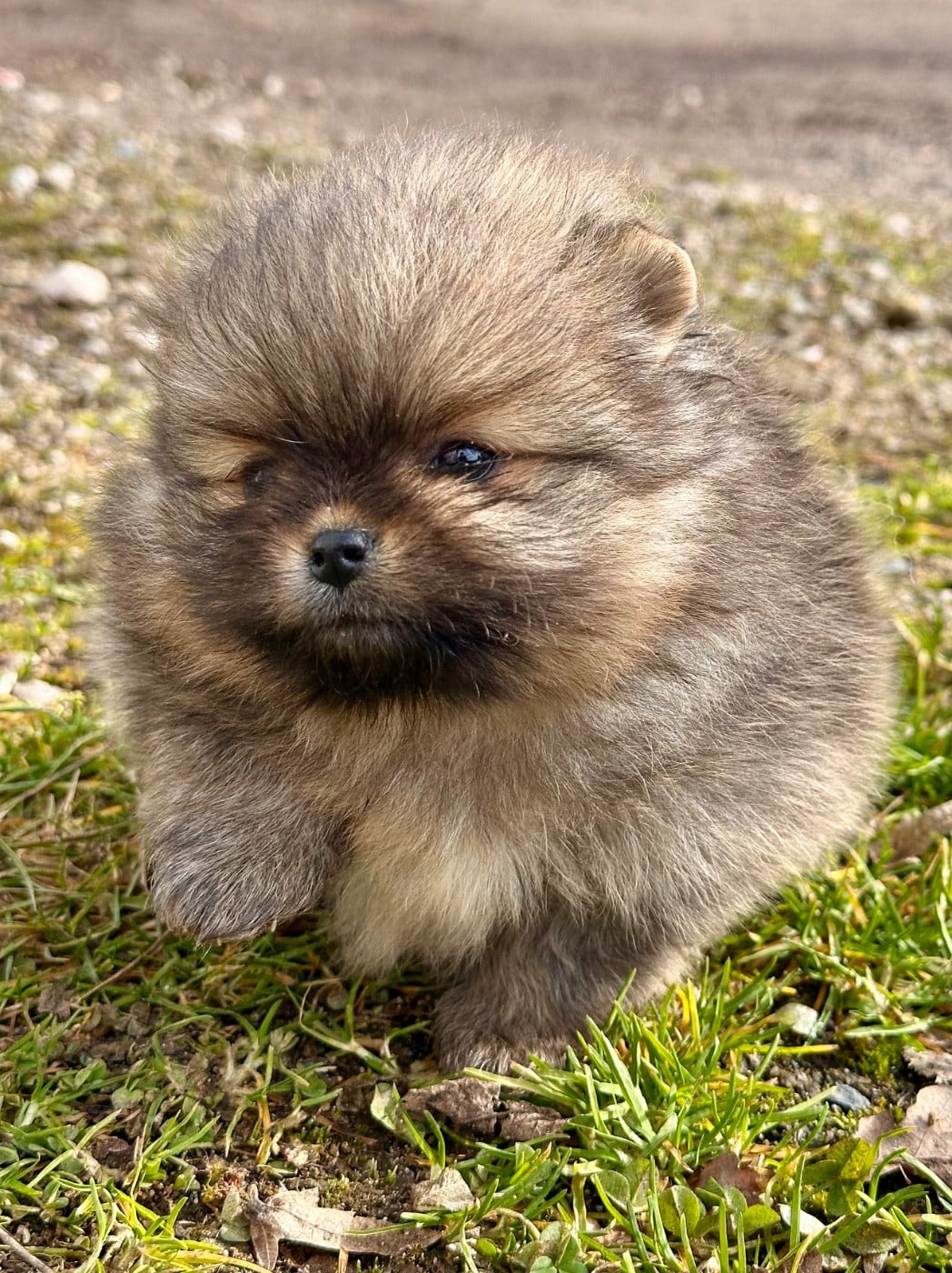 Spitz allemand - du domaine de la Tournelle