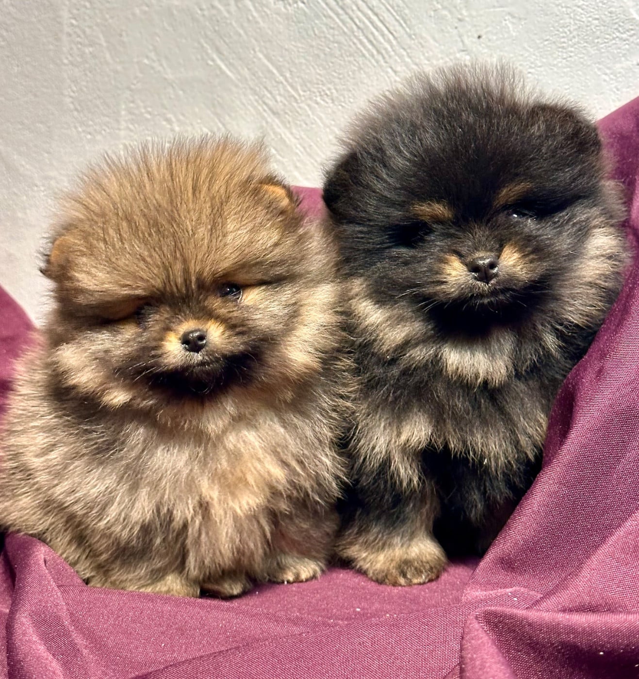 Spitz allemand - du domaine de la Tournelle