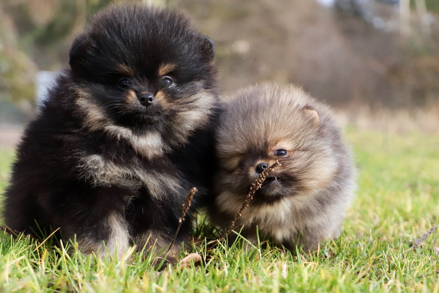 Spitz allemand - du domaine de la Tournelle