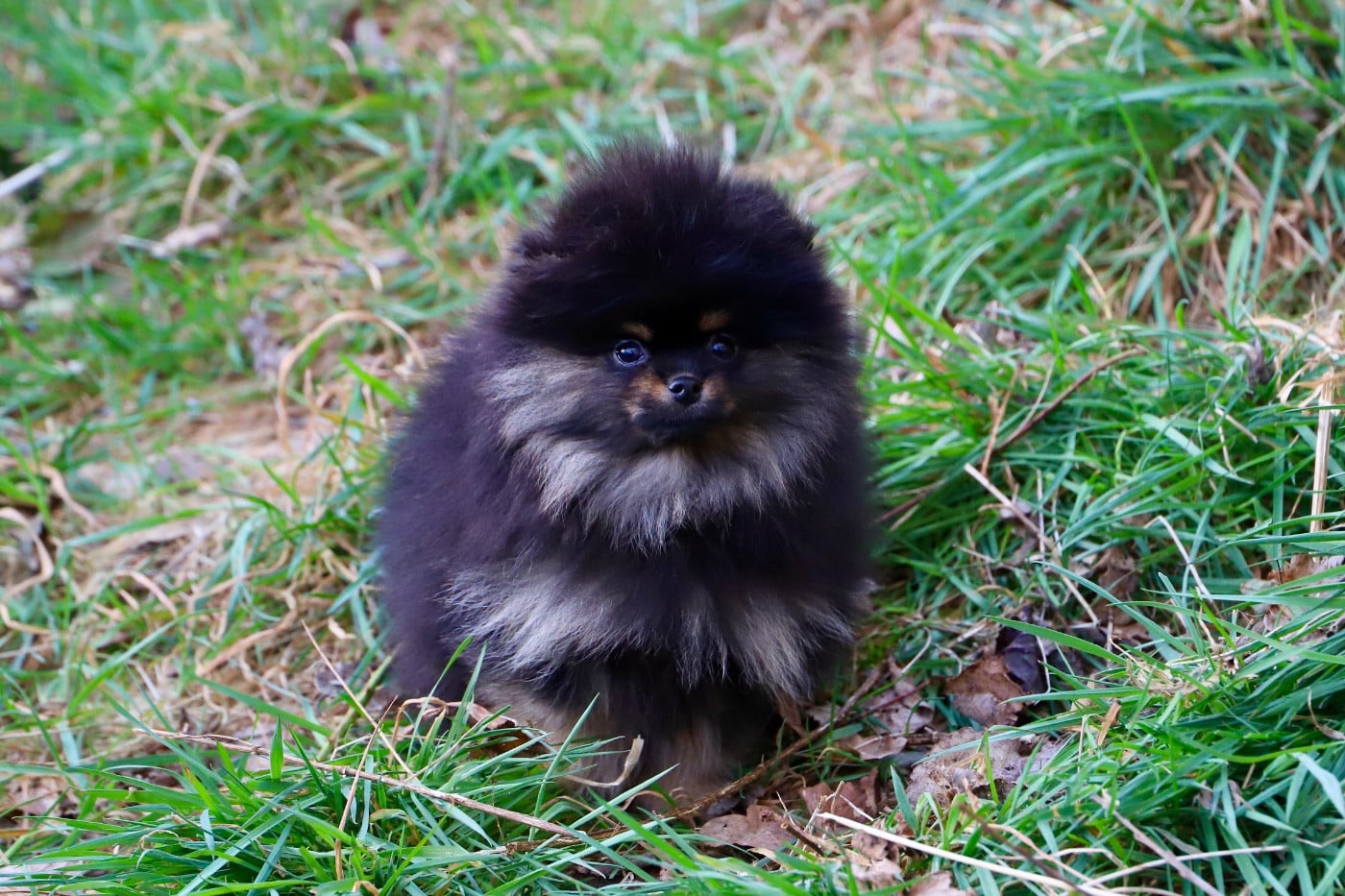 Spitz allemand - du domaine de la Tournelle