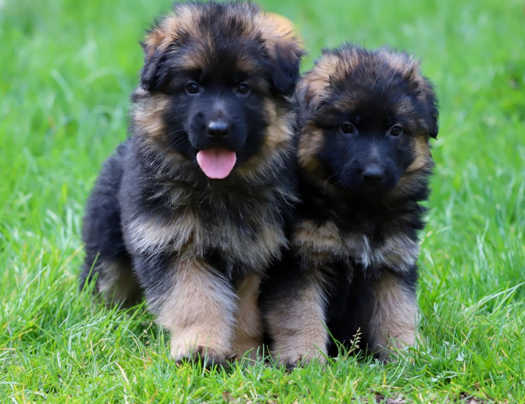 Chiot Berger Allemand Poil Long 2 Mois