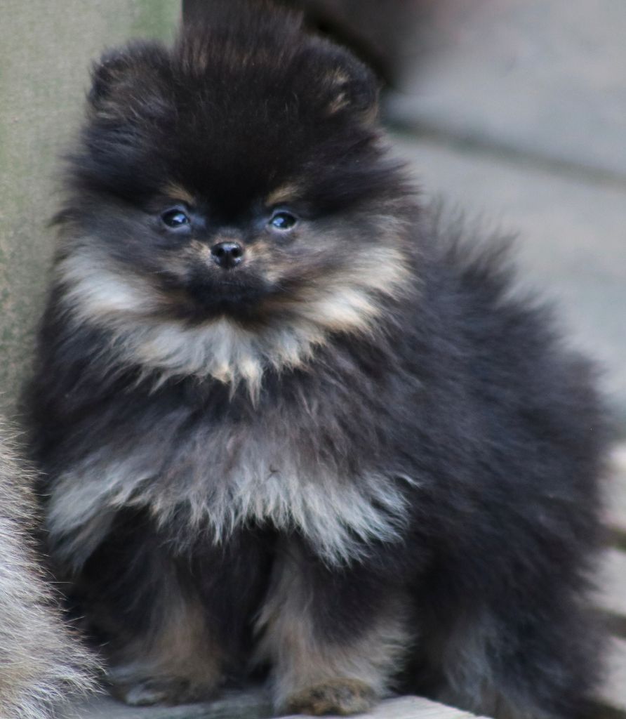 PHEBY - Spitz allemand
