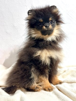 Les chiots de Spitz allemand